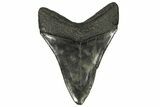 Serrated, Fossil Megalodon Tooth - South Carolina #145539-1